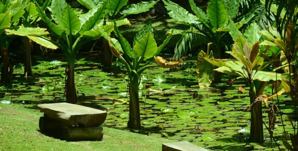 Seychelles National Botanical Gardens, Victoria, Mahé, Seychelles
